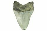 Serrated, Fossil Megalodon Tooth - North Carolina #294508-1